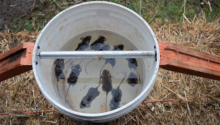 Homemade Mouse Trap - Humane Bucket Trap