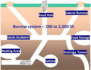 Gopher's burrow system