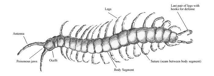 Centipede anatomy
