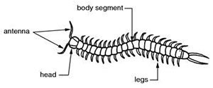 Centipede scheme