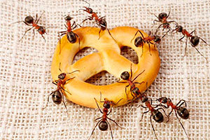 Ants attracted to food