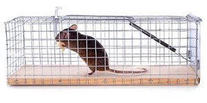 Mouse in cage