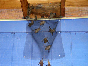 Cage bat traps is a humane alternative