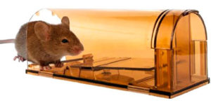 Best 7 Outdoor Mouse Traps (*2024 UPDATED*): Review & Buyer's Guide