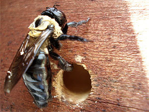 Carpenter bees entrance hole to the nest