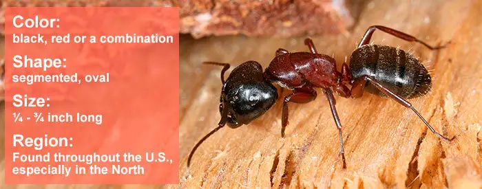 Carpenter Ants Facts