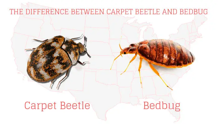 Cerpet beetle vs Bedbug Infographic