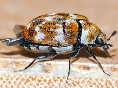 Six-Legged Carpet Beetles: Understanding Their Anatomy And How To Prevent  An Infestation