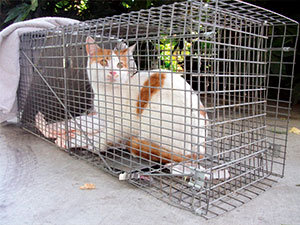 Cat in trap