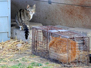 Where to Get Traps – Laurel Cats