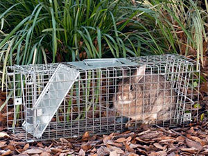 Top 5 Best Rabbit Traps (2023 Review)