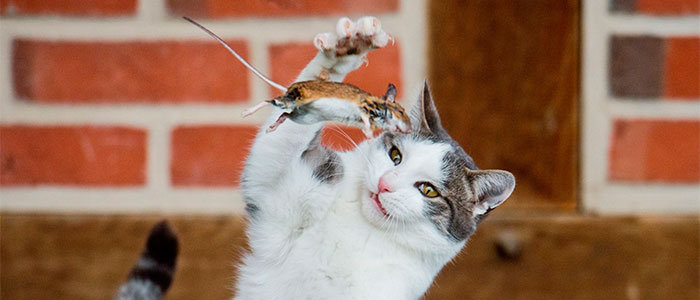 The Best Cats for Catching Mice: How to Choose The Right One