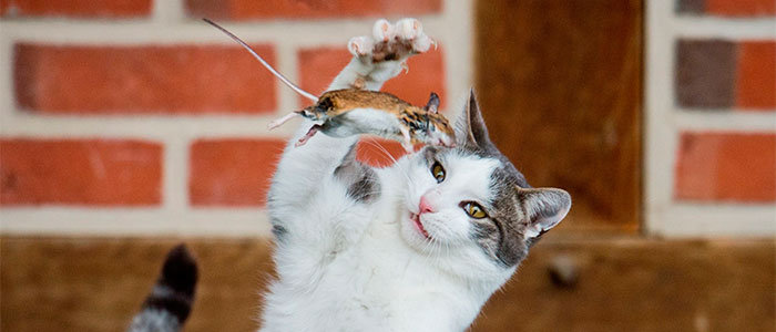 Cat catching mouse