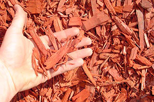 Cedar in hand