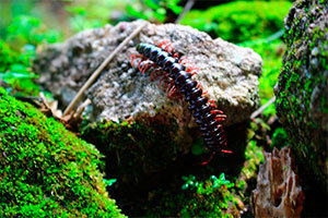 Centipede on the stone