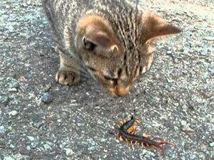 Mille-pattes et chat