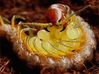 Centipede eggs