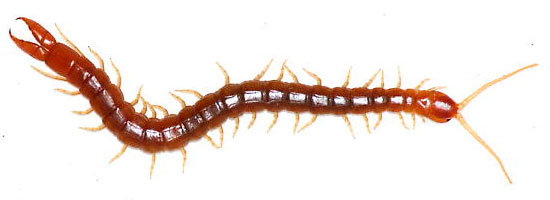 Centipede identify