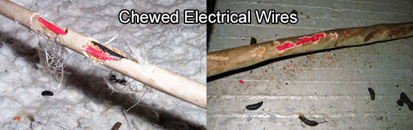 Chewed electrical wires