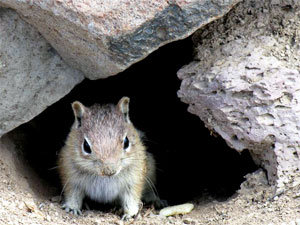 Chipmunks can undermine your stone walls