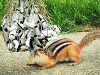 How to Trap a Squirrel? All Types of Cages for Catching Nasty Pests