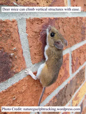 Climbing mouse
