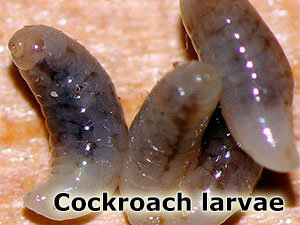 Cockroach larvae