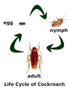 Cockroach life cycle