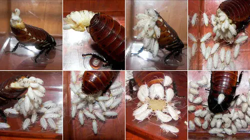 Cockroaches life cycle