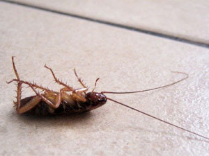 Killing all living roaches