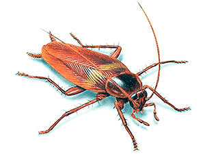 Cockroaches terminology