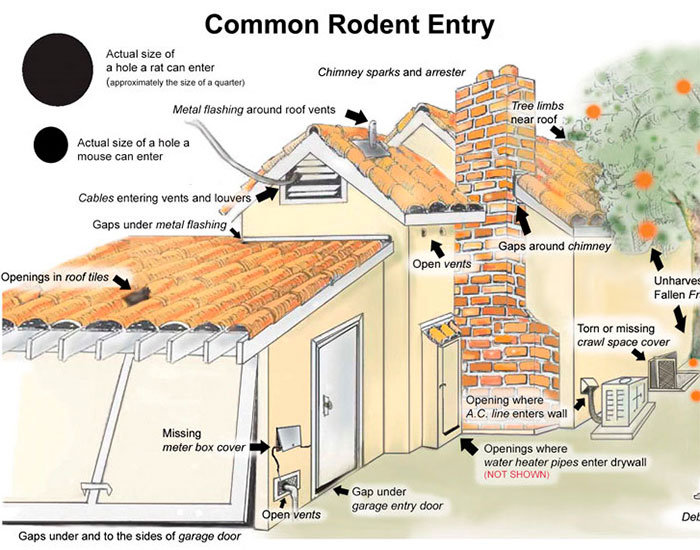 Common rodent entry