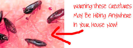 Fleas creatures warning