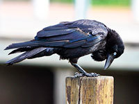 Crow control