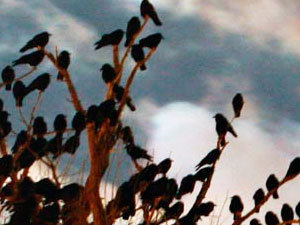 Huge communal roosts of crows