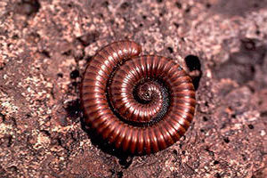 Millipedes curl