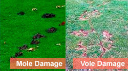 Damage difference