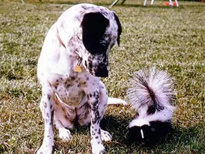 Dog and skunk