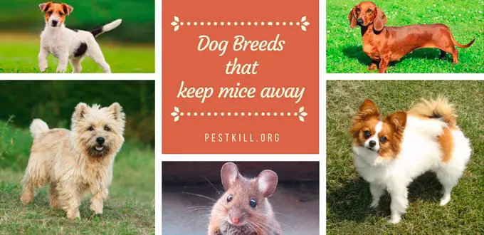 Infographic: Dog Breeds that keep mice away
