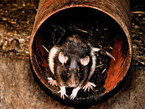 Rat in drainage system