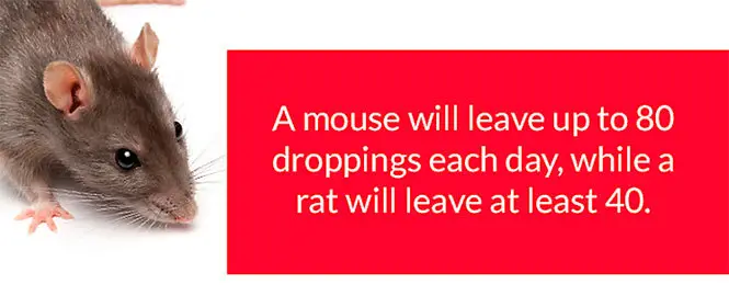 Mice and rats droppings amount