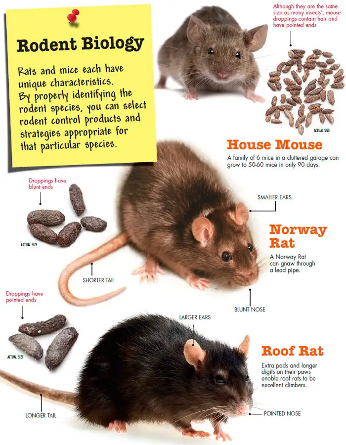 Mice and rats droppings
