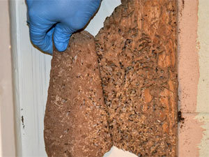 Termite damage to drywall