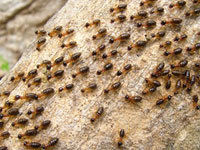Drywood termite control