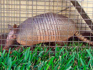 Easily trap armadillos