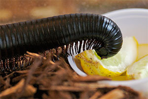 Millipede eating lemon