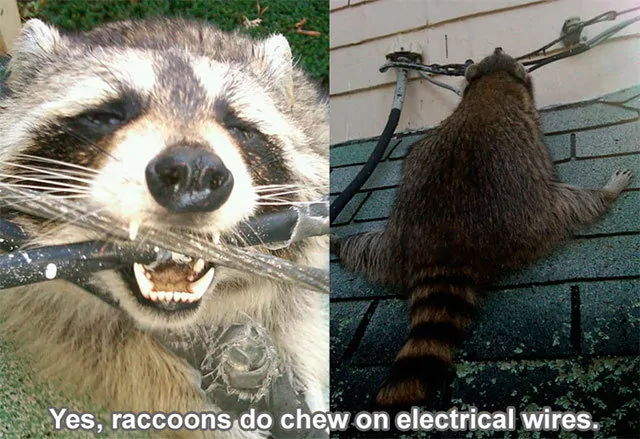 Raccoons do chew on electrical wires
