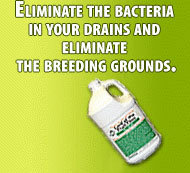 Eliminate Sewer Flies in Your House