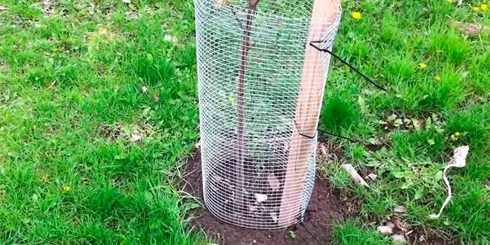 Fence vole preventation