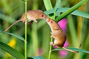 Field mice